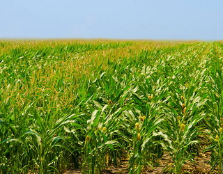Кукурудзи вже посіяно майже на 4 млн га